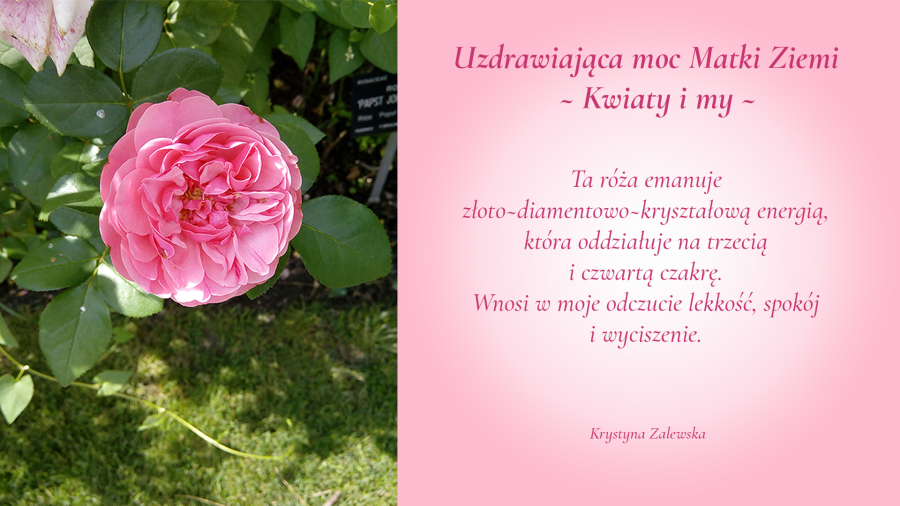 Uzdrawiająca moc Matki Ziemi. Kwiaty i my