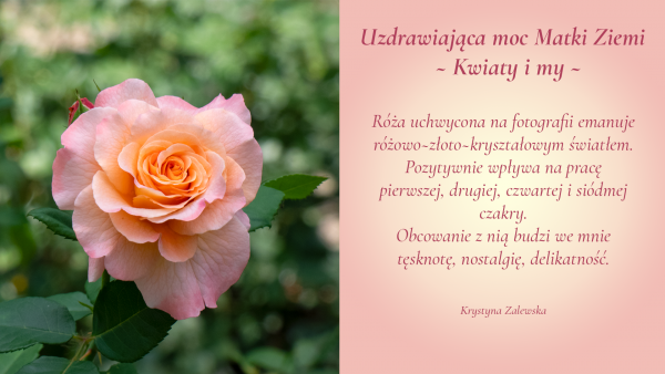 Uzdrawiająca moc Matki Ziemi. Kwiaty i my