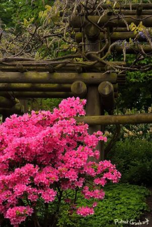 Fotografia przyrodnicza