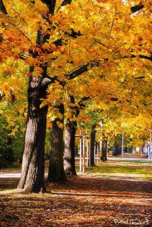 Fotografia przyrodnicza