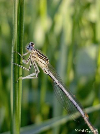 Fotografia przyrodnicza