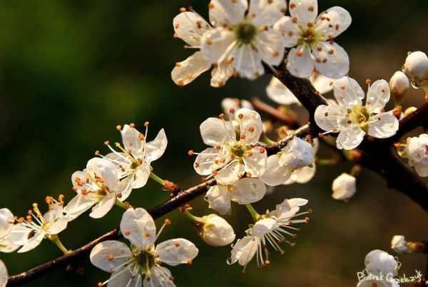 Fotografia przyrodnicza