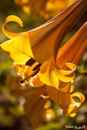 Fotografia przyrodnicza