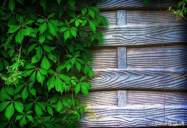 Fotografia przyrodnicza