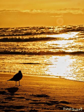 Fotografia przyrodnicza