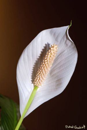 Fotografia przyrodnicza