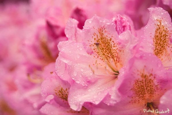 Fotografia przyrodnicza