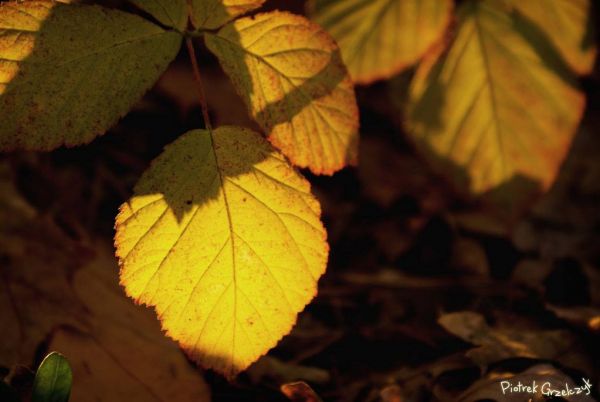 Fotografia przyrodnicza