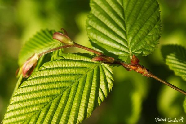 Fotografia przyrodnicza