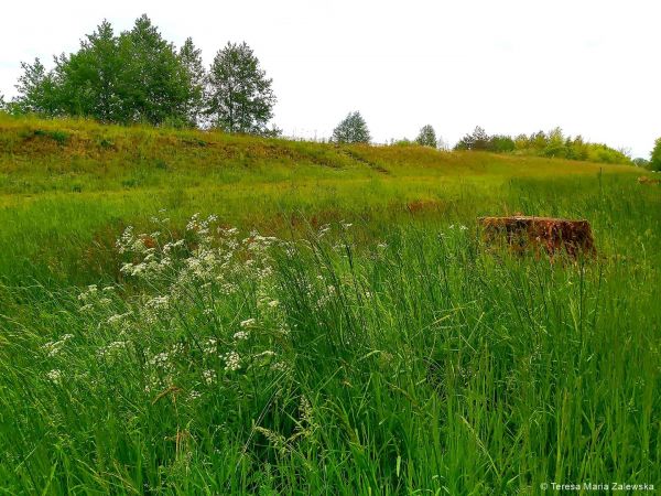 Nad Jeziorem Zegrzyńskim