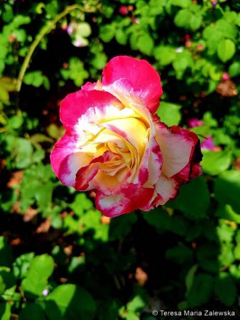 Ogród botaniczny w Powsinie