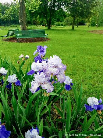 Ogród botaniczny w Powsinie
