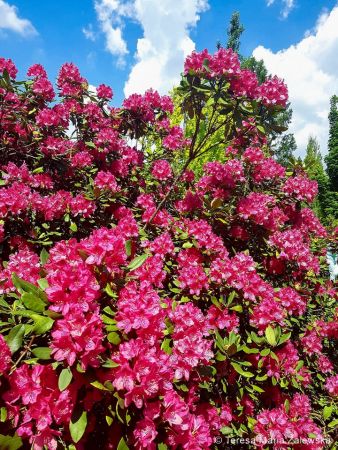 Ogród botaniczny w Powsinie