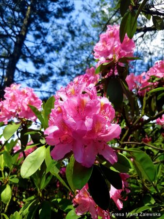 Ogród botaniczny w Powsinie