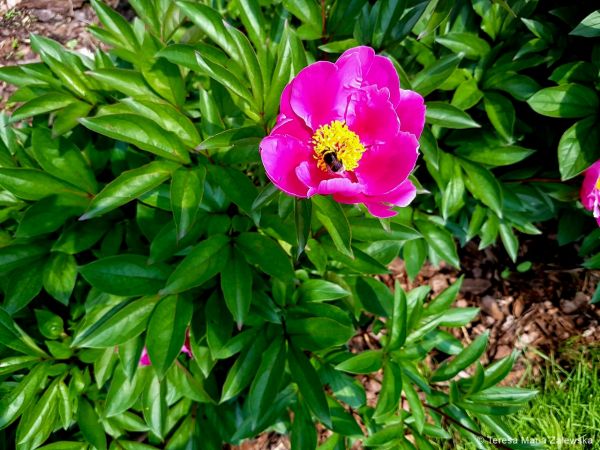 Ogród botaniczny w Powsinie