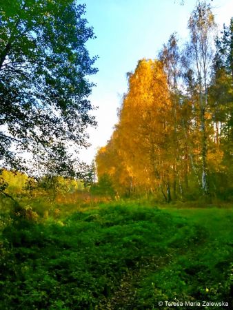 Złota Jesień