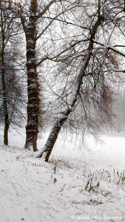 Zimowe pejzaże...