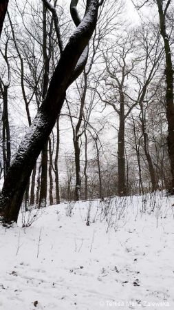 Zimowe pejzaże...
