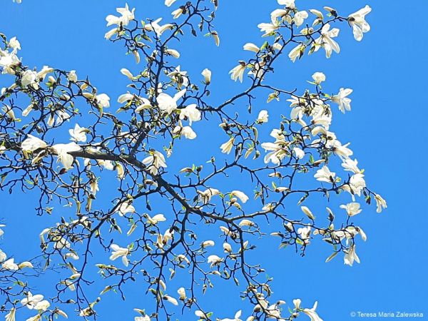 Wiosna w Jabłonnie