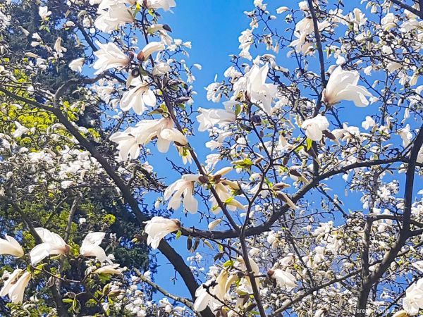 Wiosna w Jabłonnie