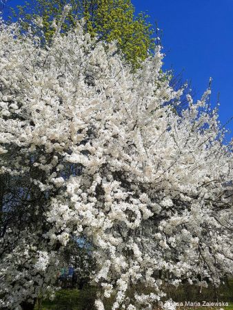 Wiosna w Jabłonnie