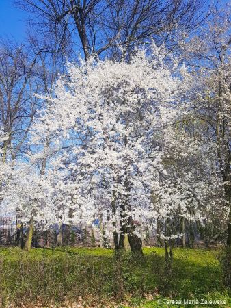 Wiosna w Jabłonnie
