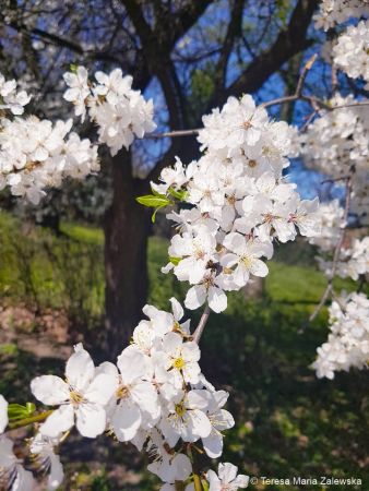 Wiosna w Jabłonnie