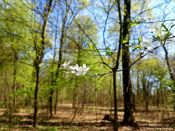 Wiosna w Jabłonnie