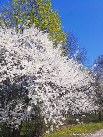 Wiosna w Jabłonnie
