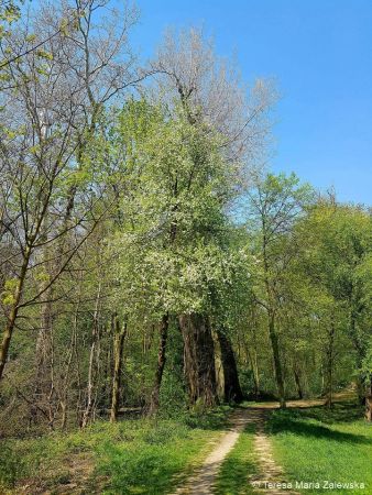 Wiosna w Jabłonnie