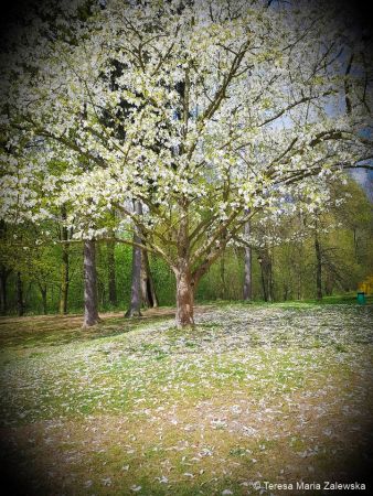 Wiosna w Jabłonnie