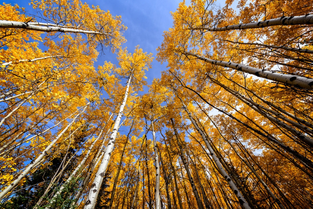 Rozw&oacute;j DCCCXXX