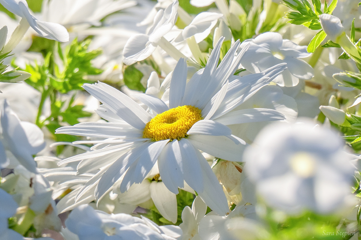 Rozw&oacute;j DCCXXXVI