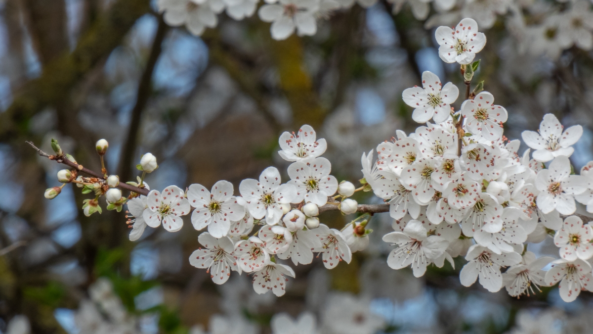 Rozw&oacute;j MCDXCVII