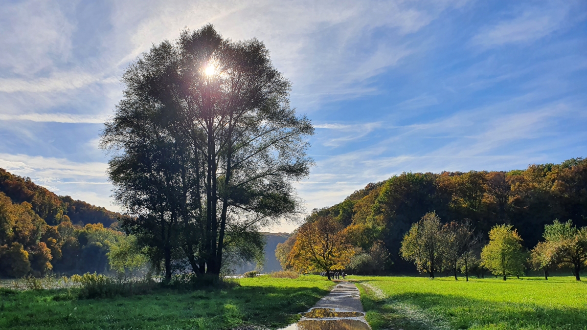 Rozw&oacute;j MCCCVIII