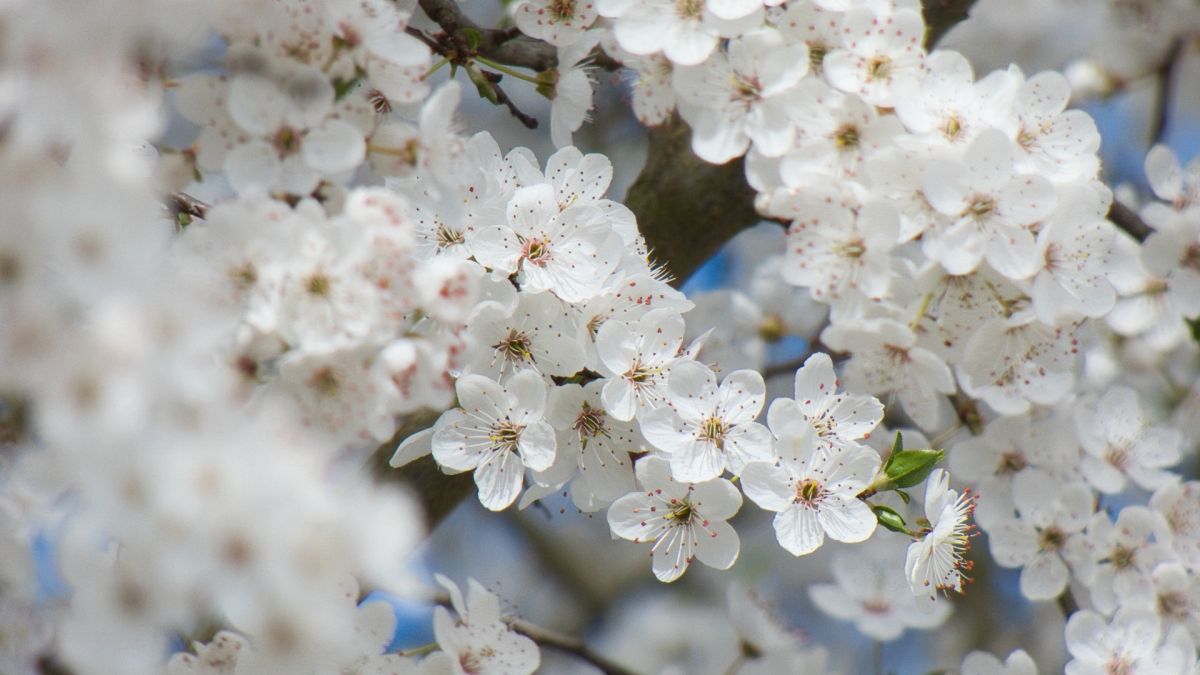 Rozw&oacute;j MDLXVIII