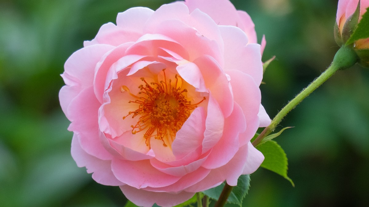 Rozw&oacute;j MCCCLXII