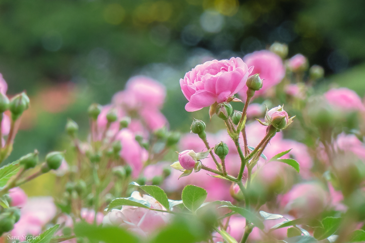 Rozw&oacute;j DCCXLIV