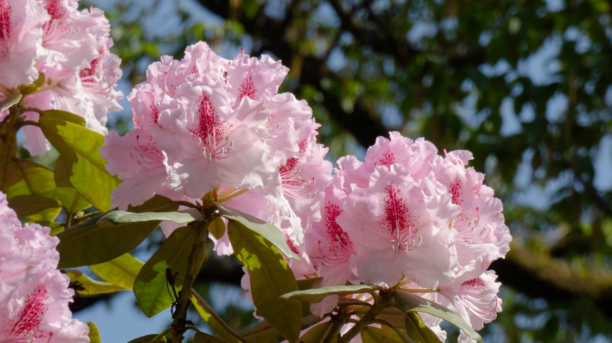 Rozw&oacute;j MCCCLII