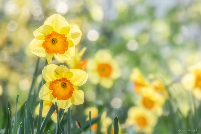 Rozw&oacute;j CDXVIII