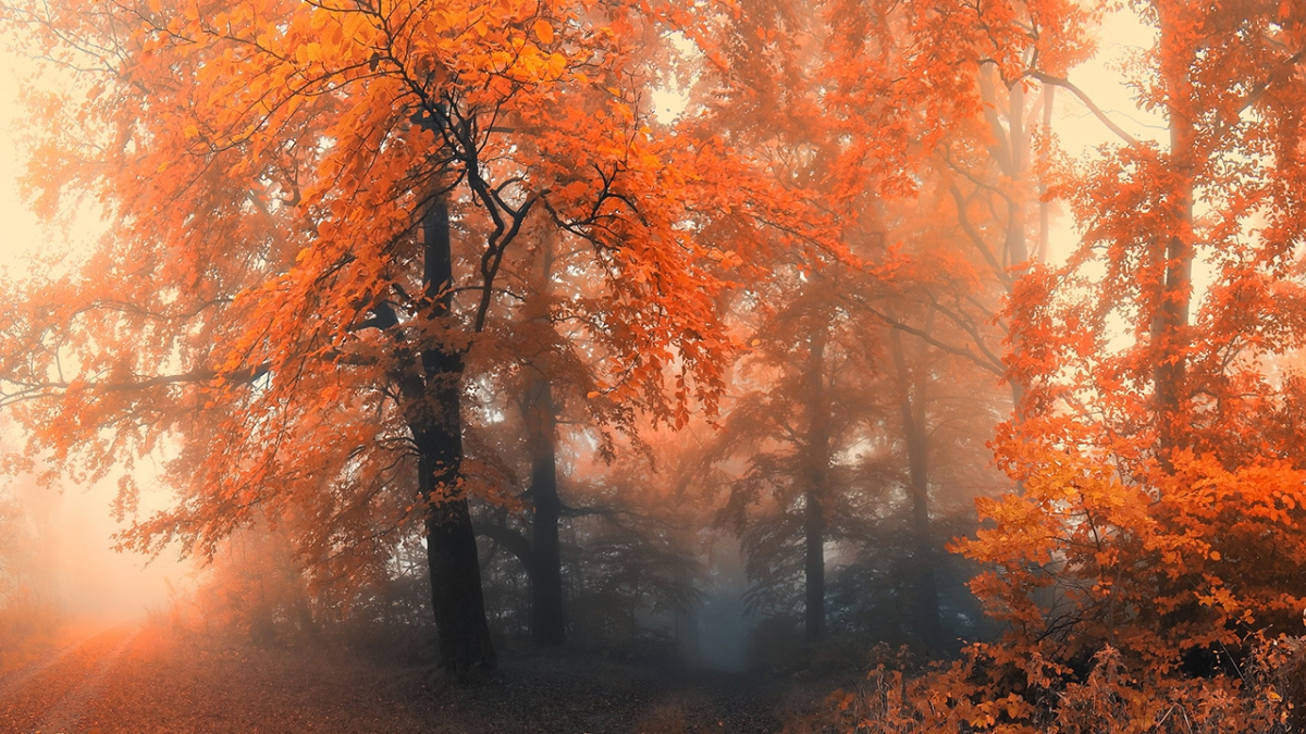 Rozw&oacute;j MCCCXXV