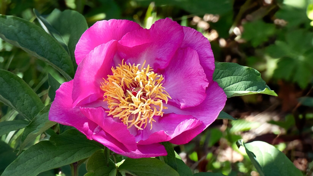 Rozw&oacute;j MCDXCIX