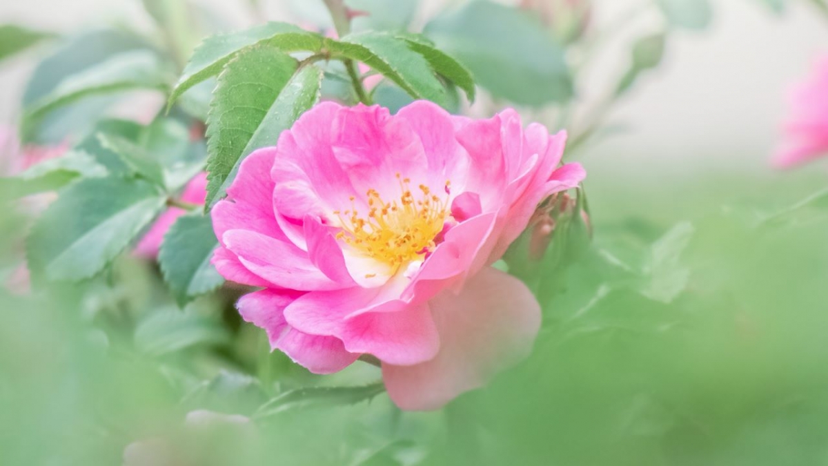 Rozw&oacute;j MCCCLIX