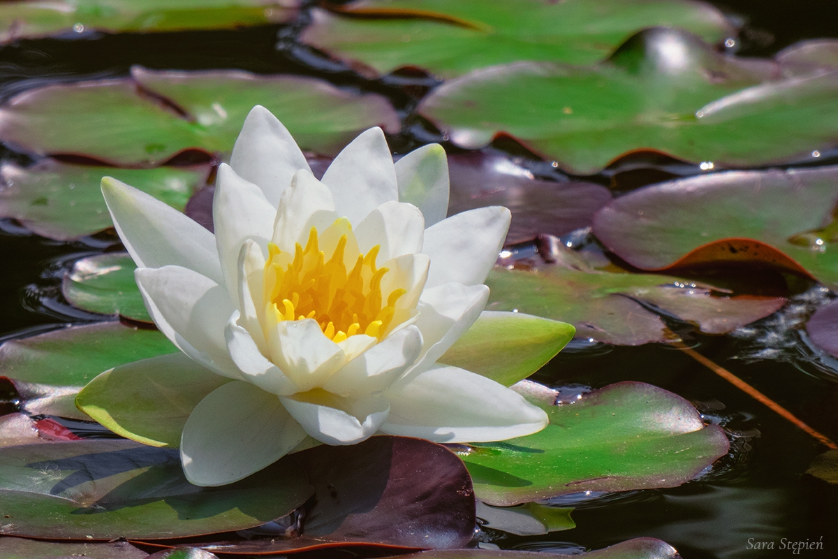 Rozw&oacute;j DCCXLII