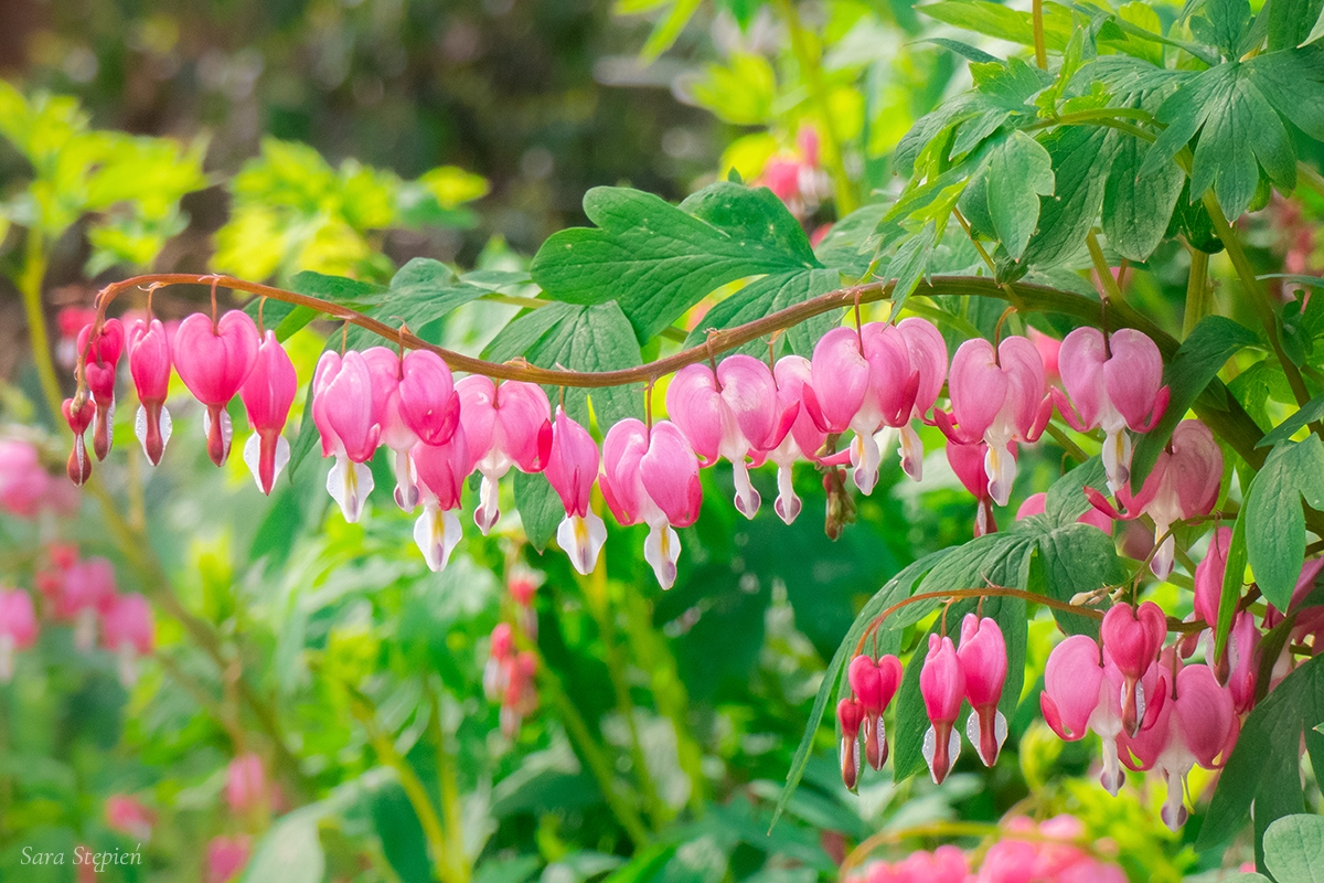 Rozw&oacute;j DCCXII