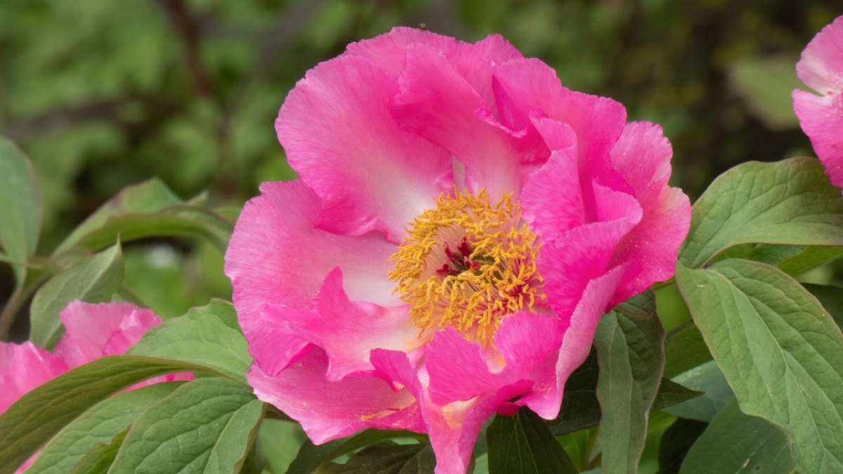 Rozw&oacute;j MCCCLIII