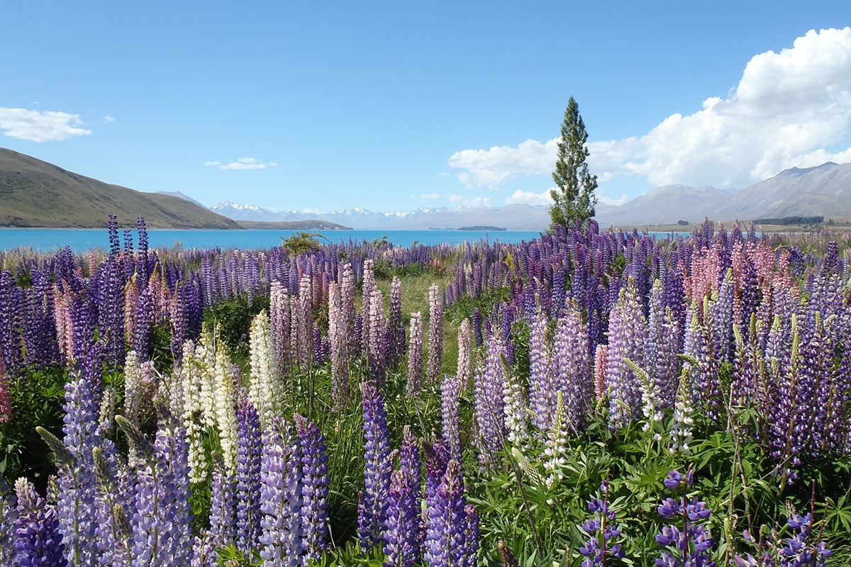 Rozw&oacute;j DCLXXIV