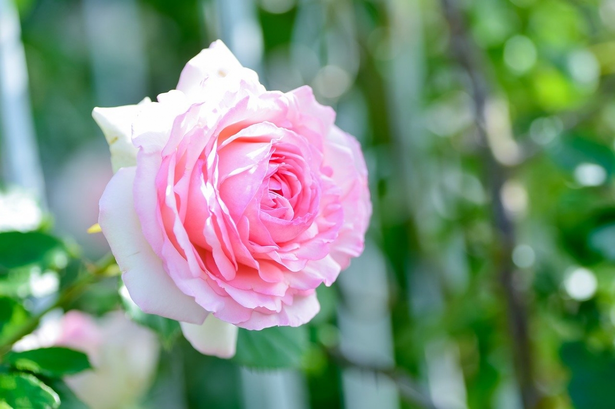 Rozw&oacute;j DCCLXXXIII