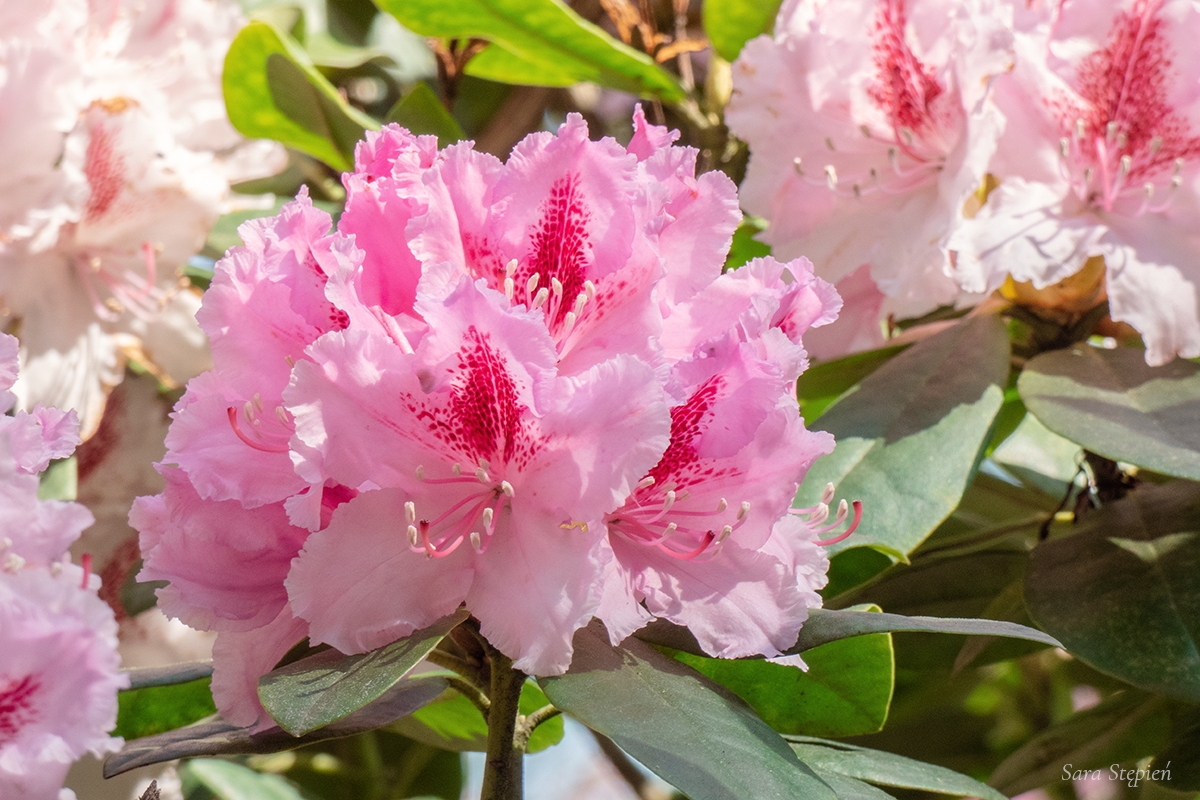 Rozw&oacute;j DCCXVI