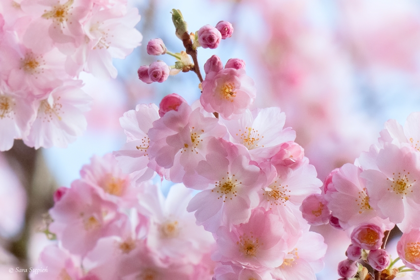 Rozw&oacute;j LXXXII